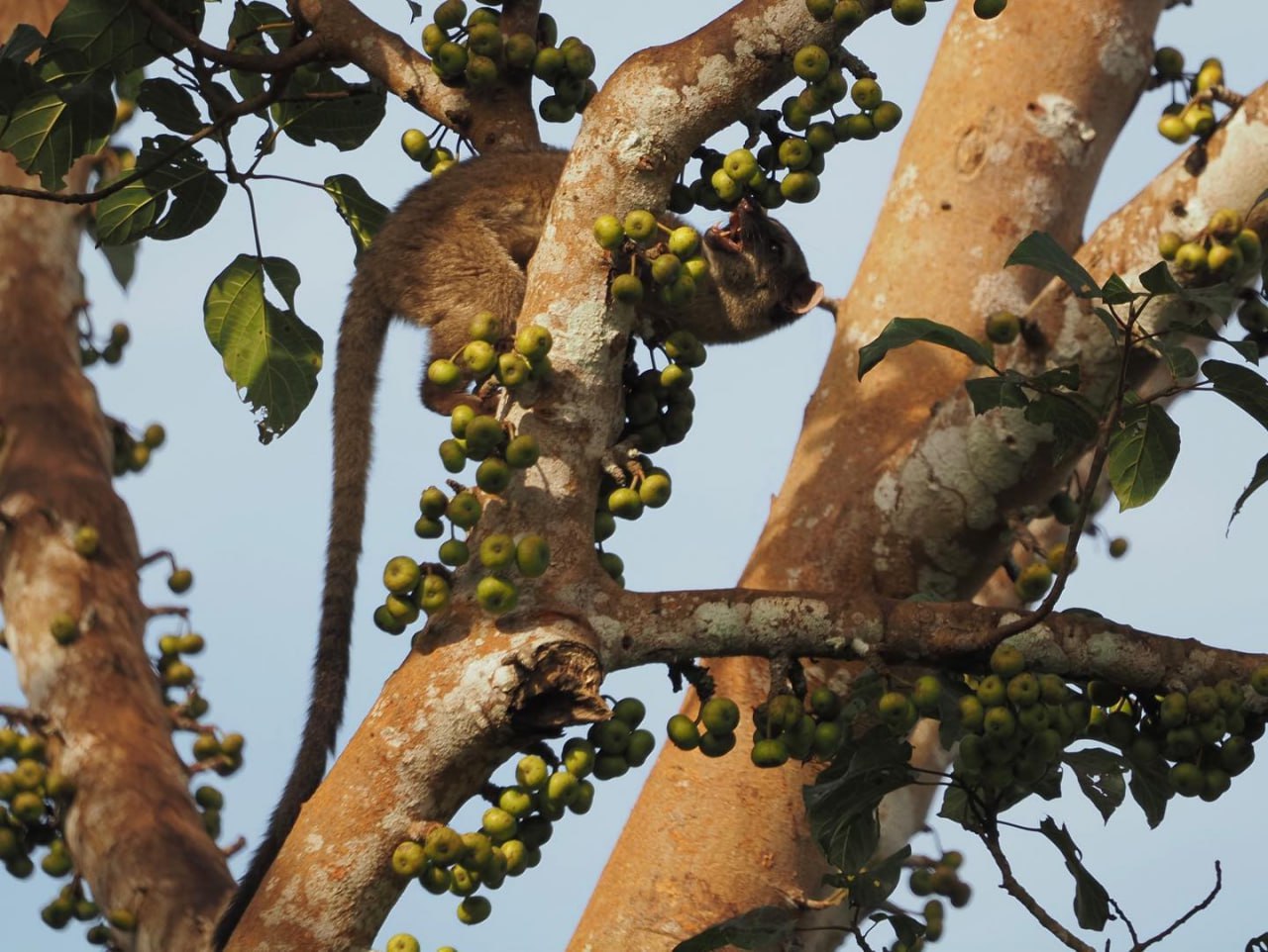 Пальмовая циветта: ночной гурман тропиков