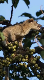 Пальмовая циветта: ночной гурман тропиков