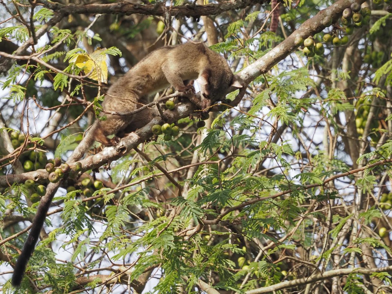 Пальмовая циветта: ночной гурман тропиков