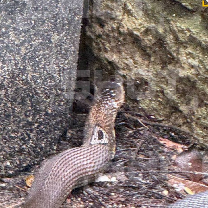 Инцидент с коброй в отеле на Пхукете