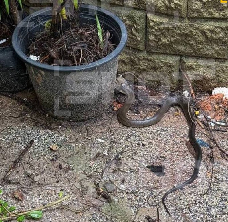 Инцидент с коброй в отеле на Пхукете