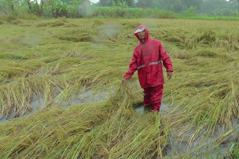 Урожай риса в Таиланде под угрозой