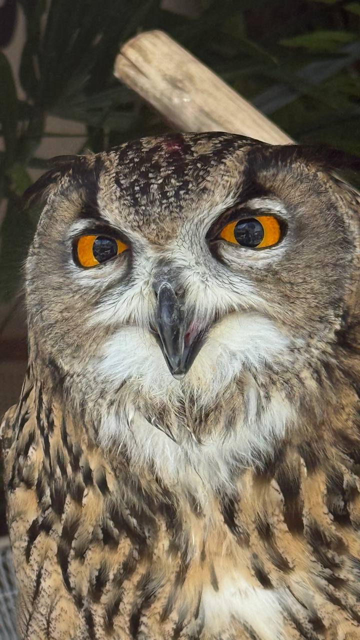 Доска объявлений в Таиланде