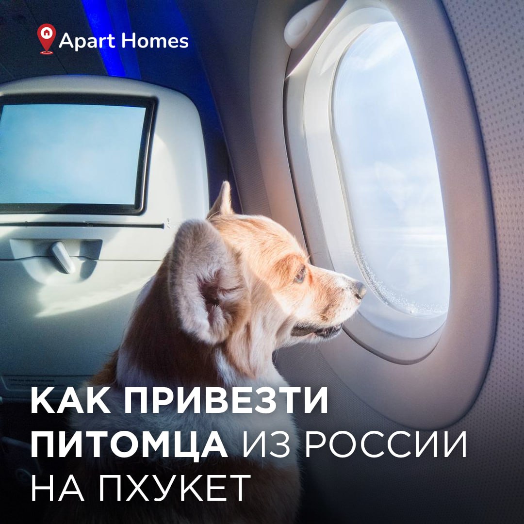 Перевозка питомца из России в Таиланд