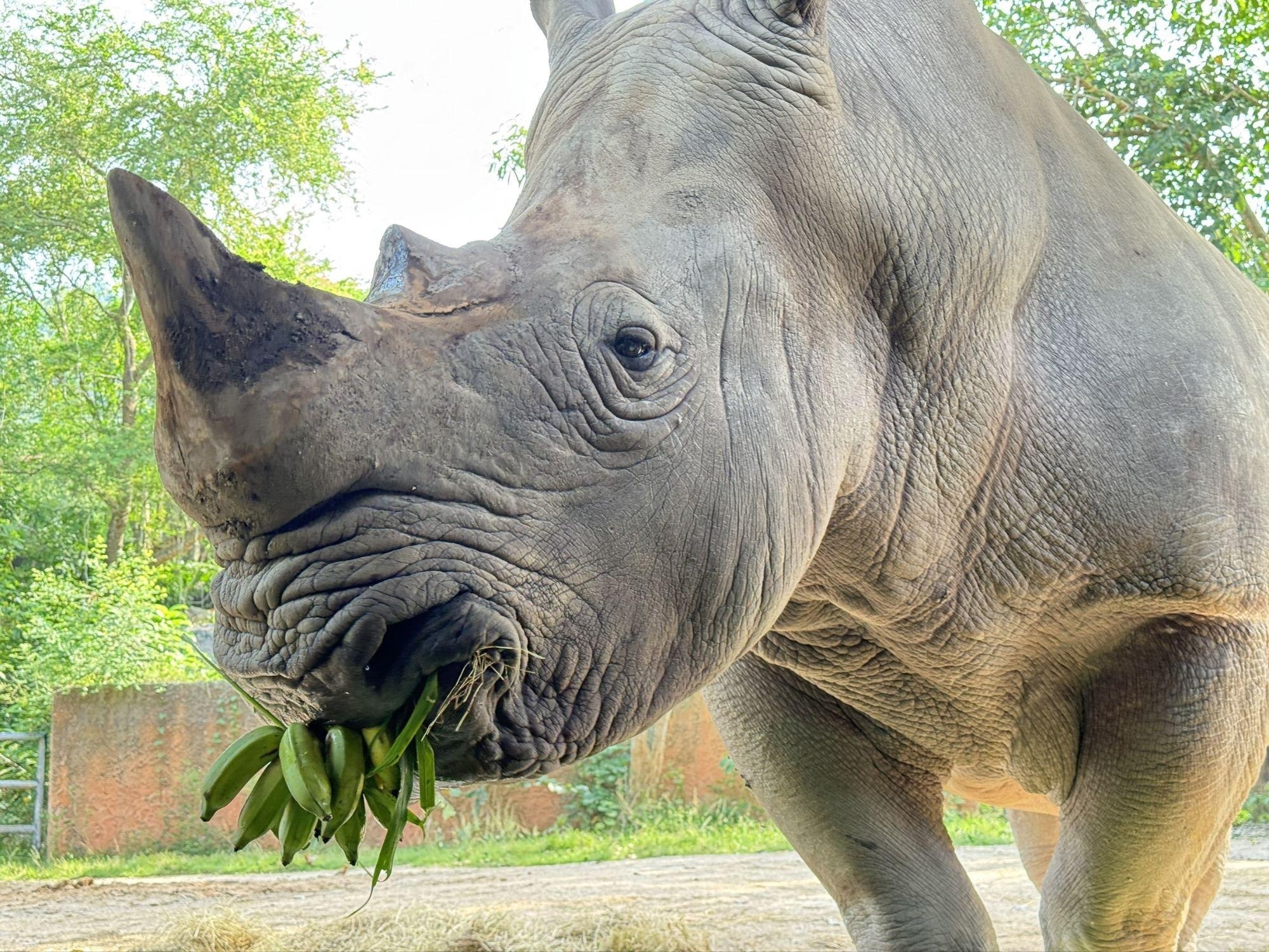 День рождения белого носорога в Таиланде