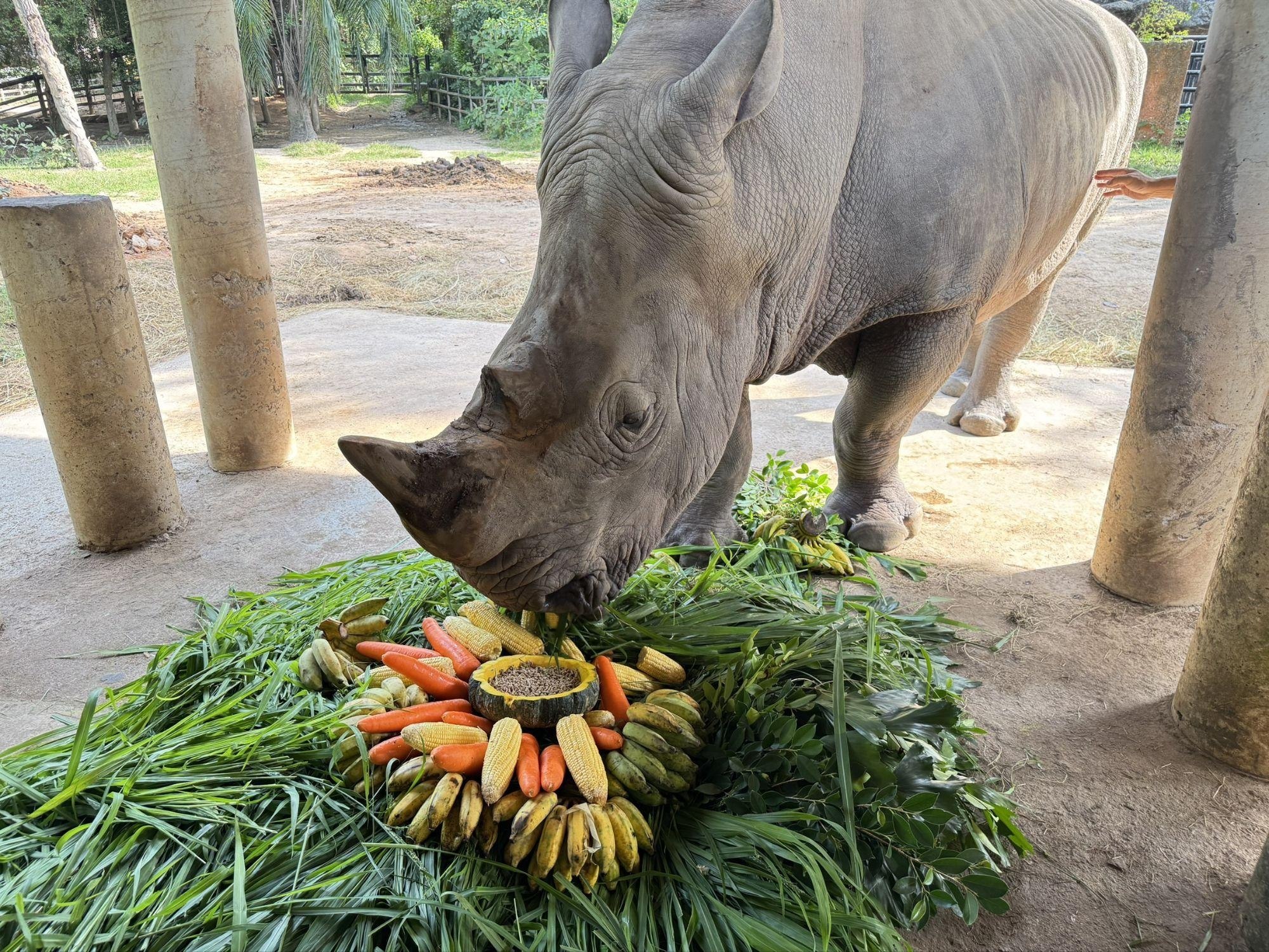 День рождения белого носорога в Таиланде