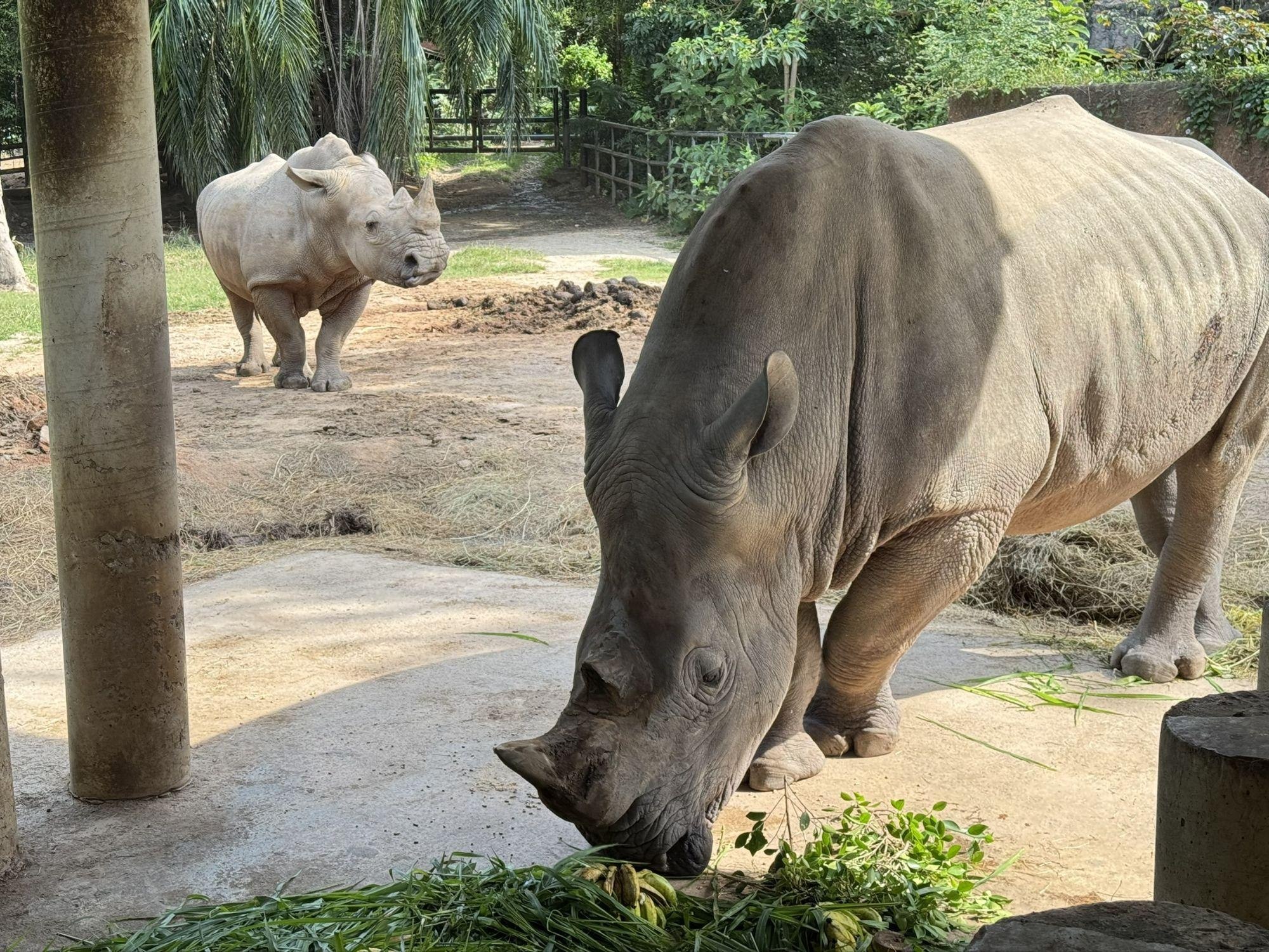 День рождения белого носорога в Таиланде