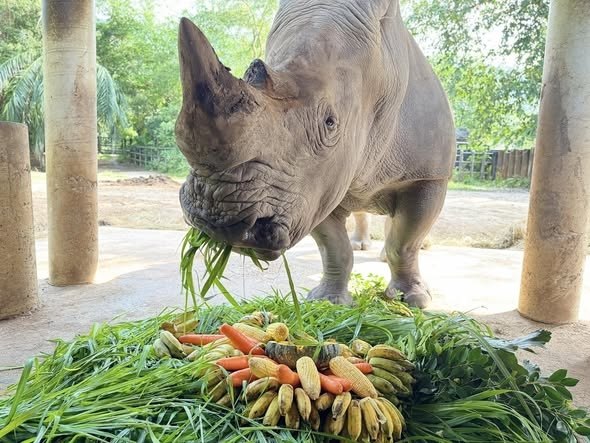 День рождения белого носорога в Таиланде