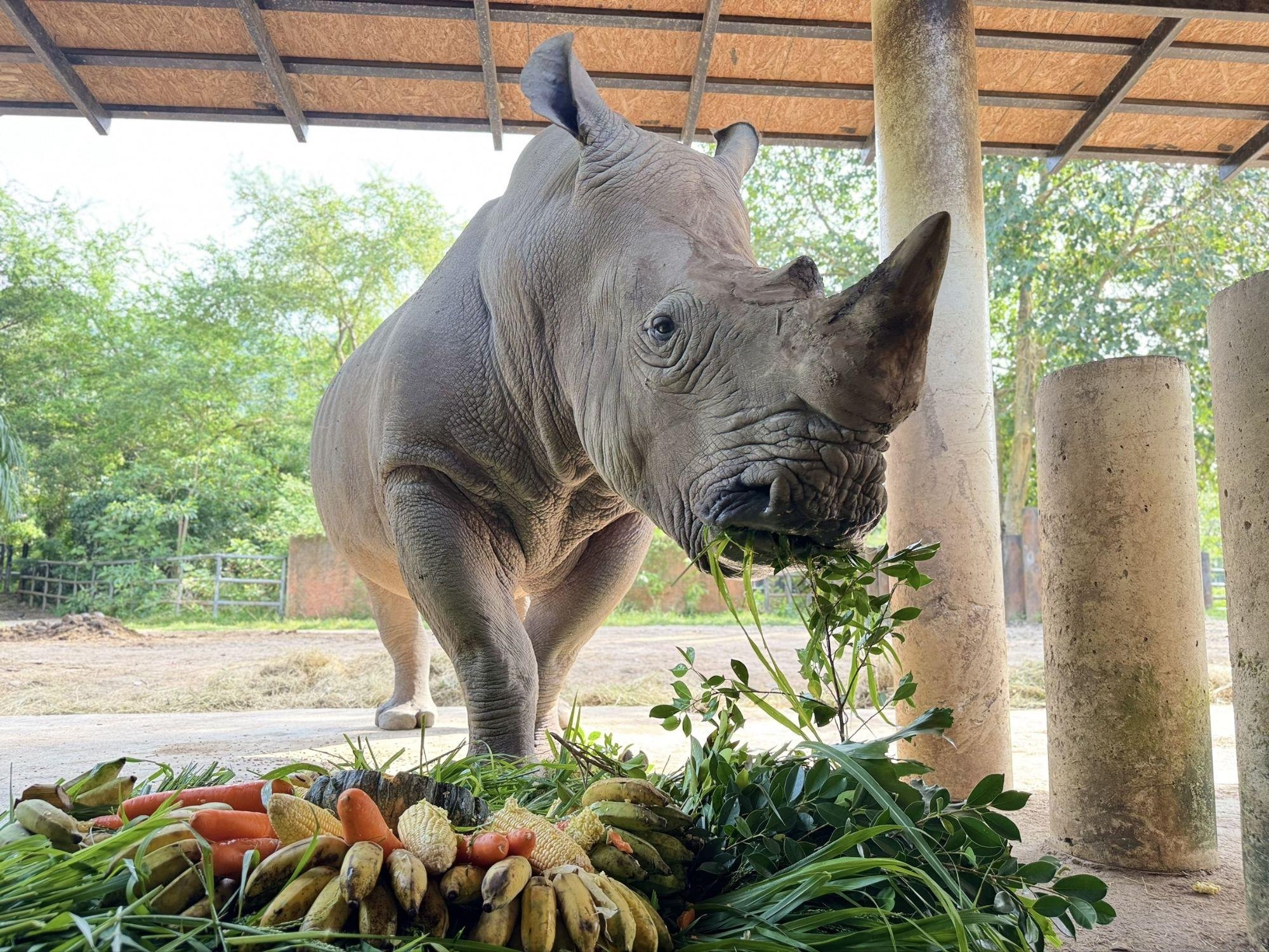День рождения белого носорога в Таиланде