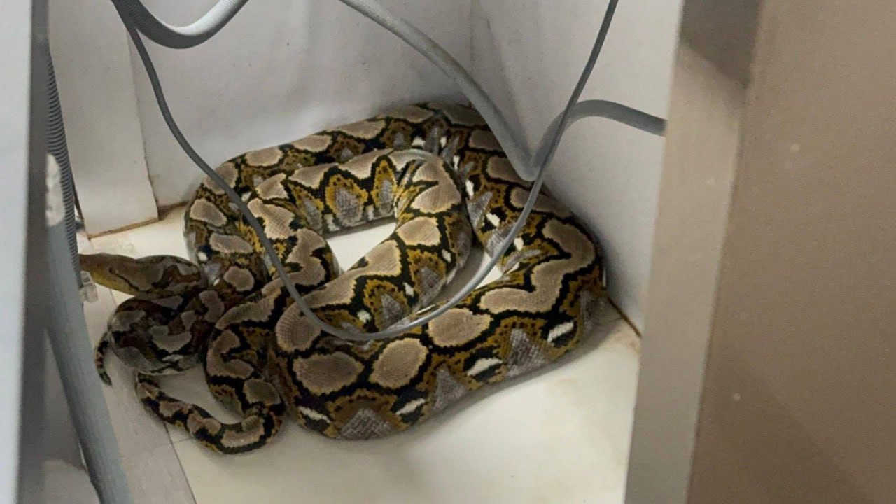 Питон атаковал котёнка в Нонтхабури