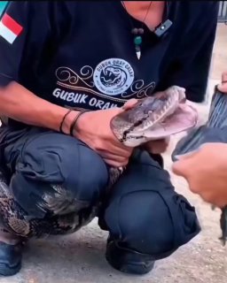 Змеи: эволюция охотничьего оружия