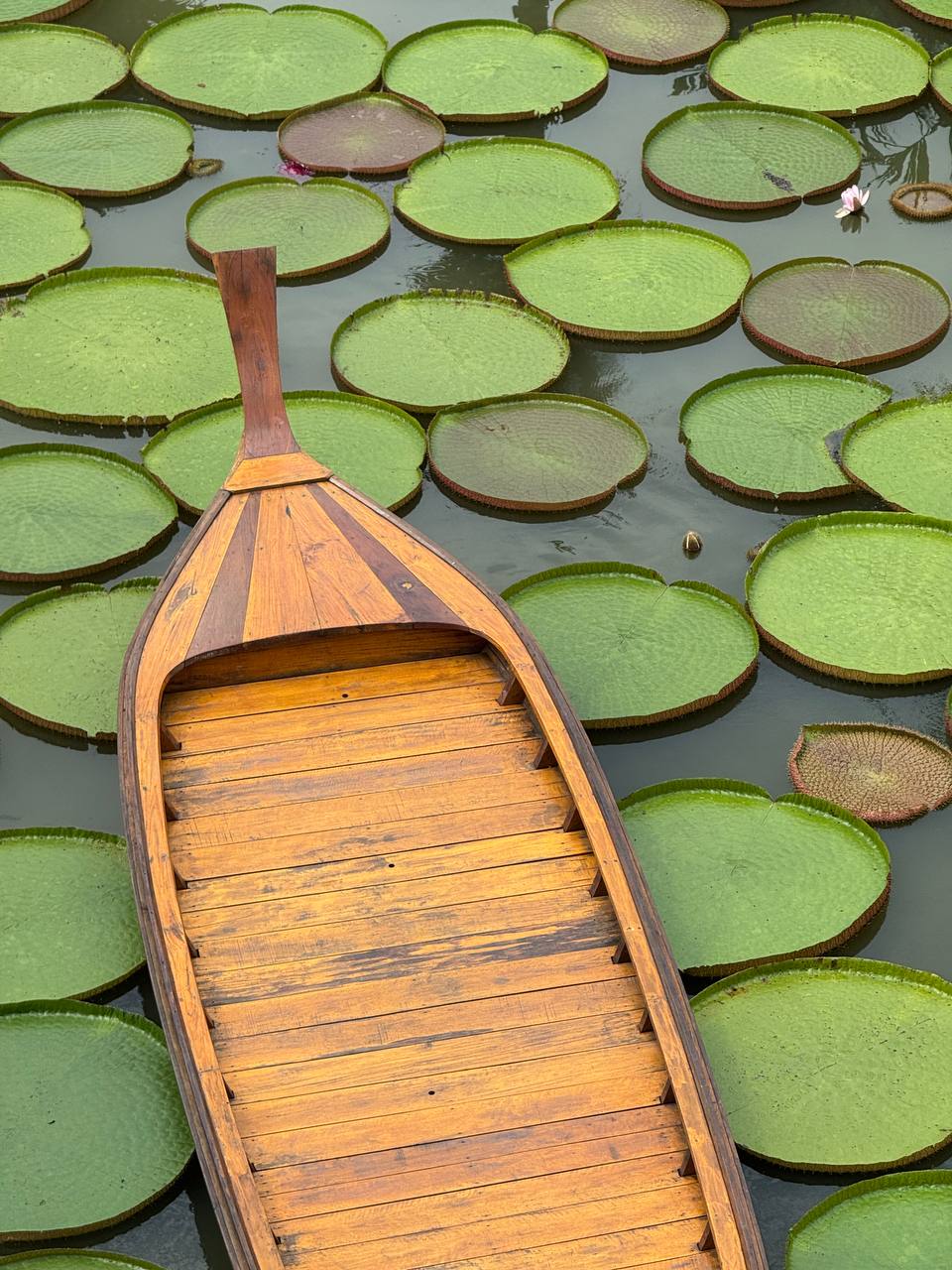 Тропический оазис для перезагрузки