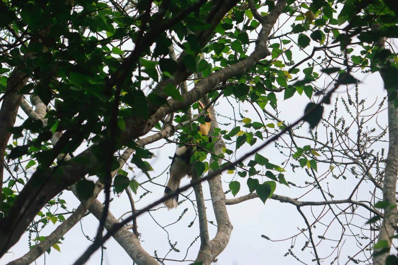 Возвращение редкой птицы в Чиангмай