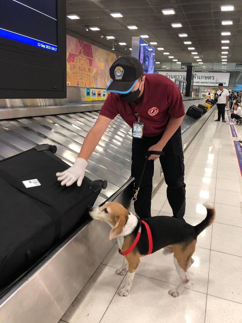 Правила ввоза продуктов в Таиланд