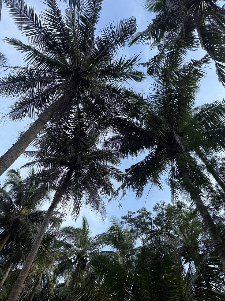 Доска объявлений в Таиланде