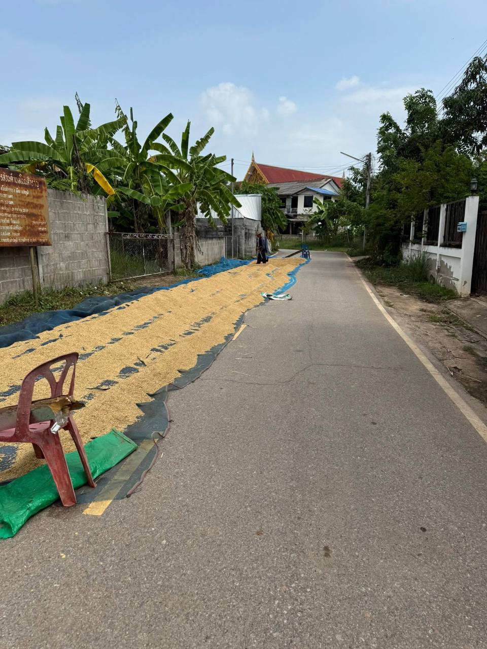 Сезон сушки риса в Таиланде