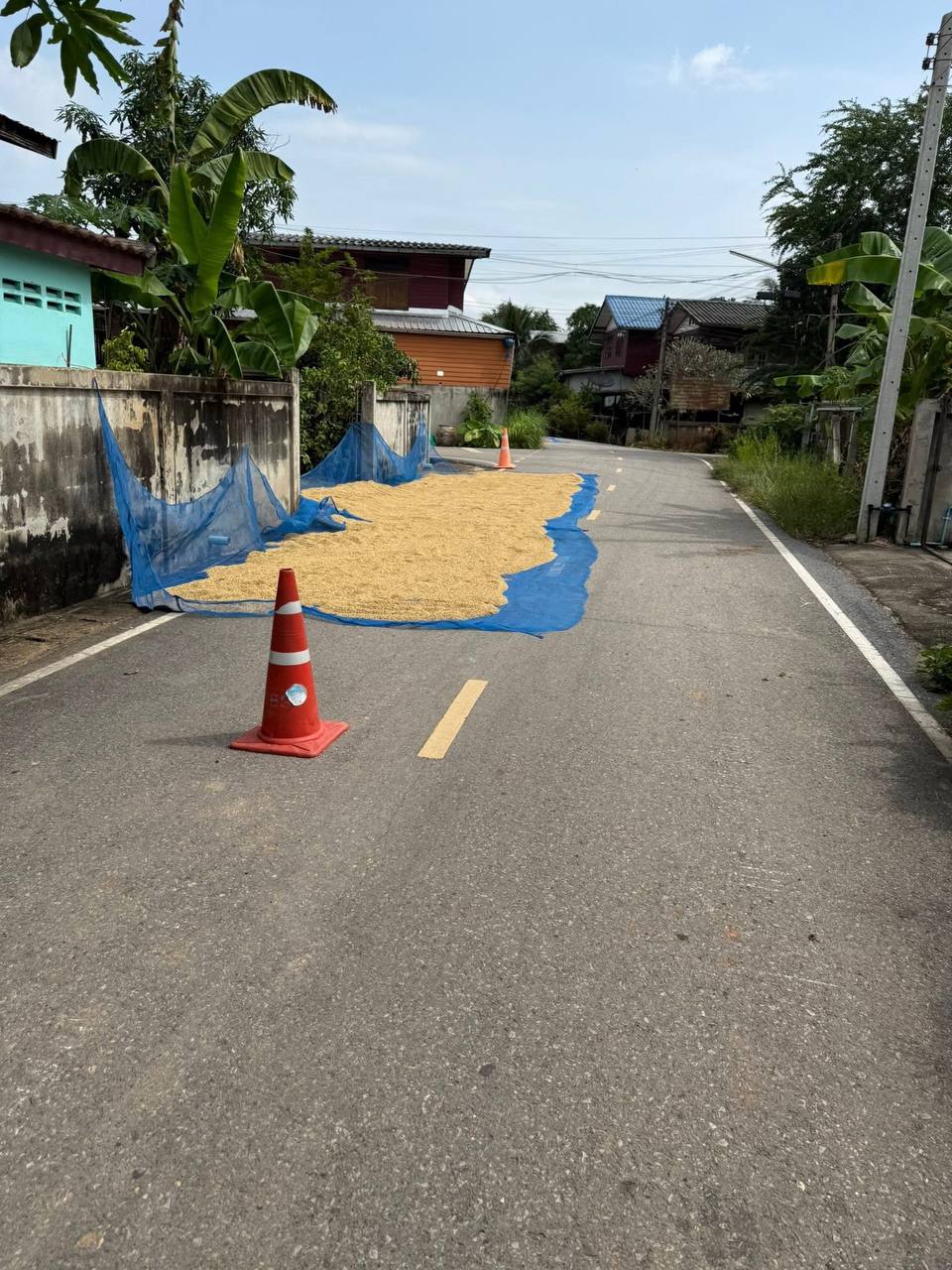 Сезон сушки риса в Таиланде