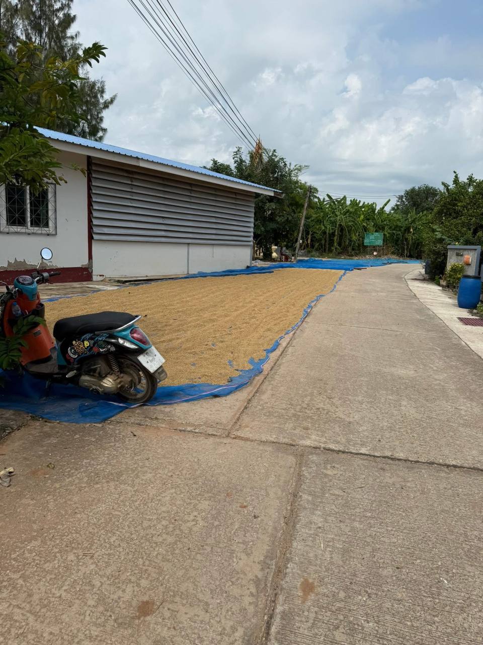 Сезон сушки риса в Таиланде