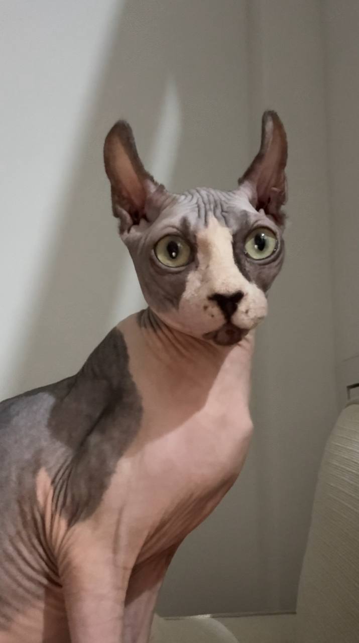 Ищем дом для малыша-сфинкса