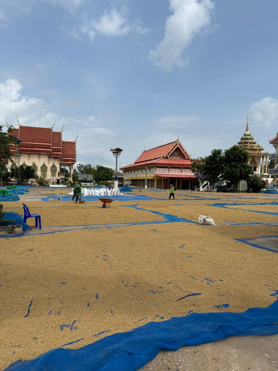 Сезон сушки риса в Таиланде