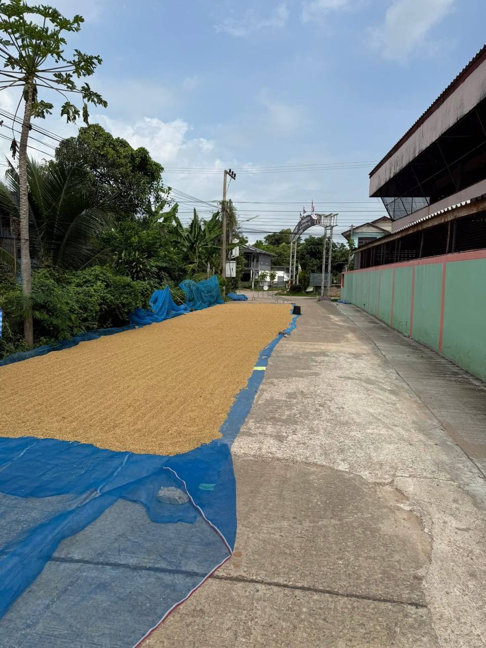 Сезон сушки риса в Таиланде