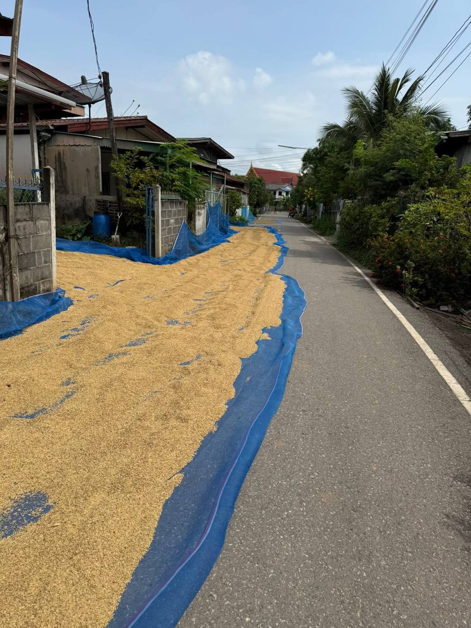 Сезон сушки риса в Таиланде