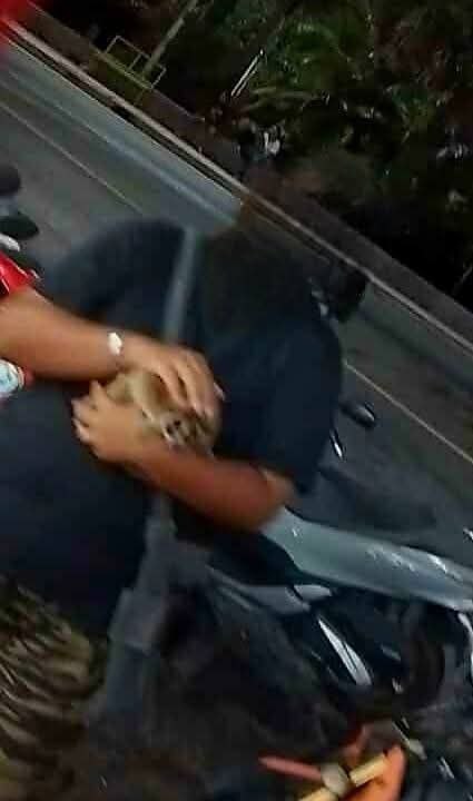 Жестокая эксплуатация лори на Пхукете