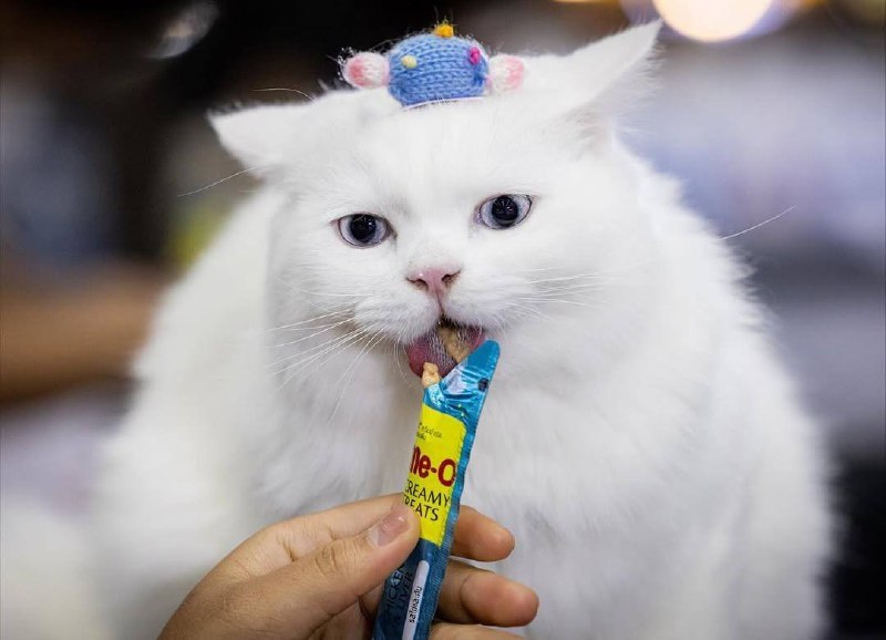 Чемпионат поедания корма в Таиланде