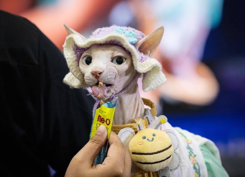 Чемпионат поедания корма в Таиланде