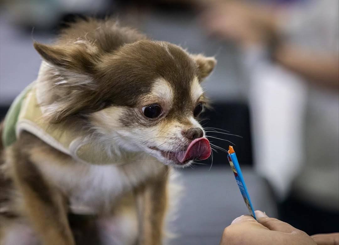 Чемпионат поедания корма в Таиланде