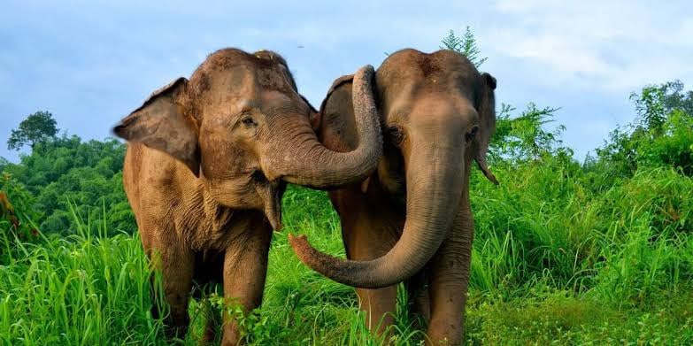 Уникальный тур со слонами в Пхукете
