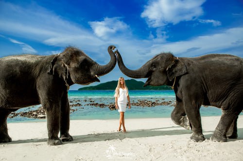 Уникальный тур со слонами в Пхукете