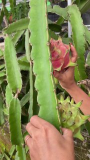 Драконий фрукт: мифы, биология и Таиланд