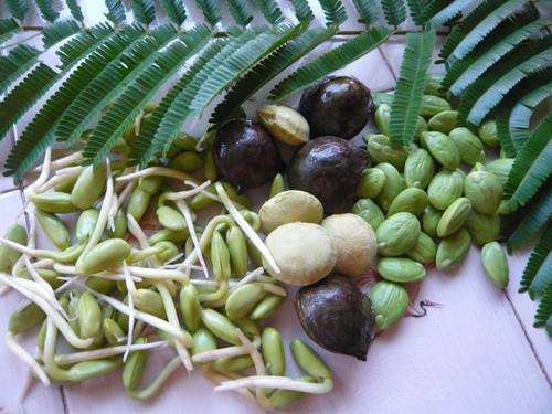 Тайский орех пао на рынке Самуи