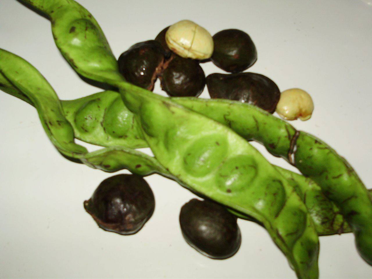 Тайский орех пао на рынке Самуи