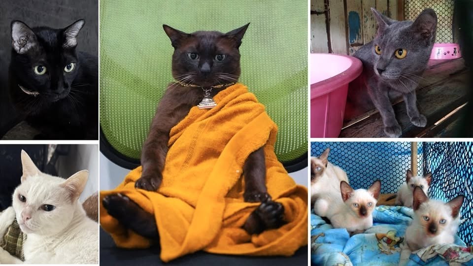 Тайские кошки - национальное достояние Таиланда