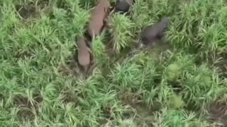 Дикие слоны вышли из заповедника