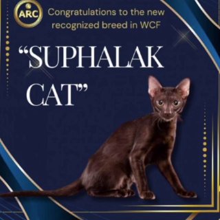 Тайские кошки - национальное достояние