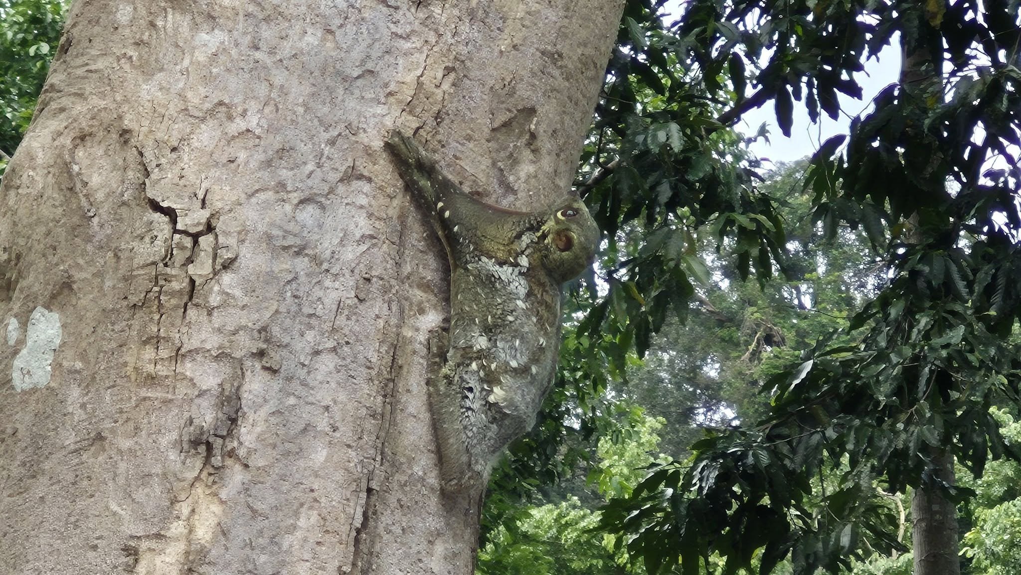 Редкий лемур на острове Сатун