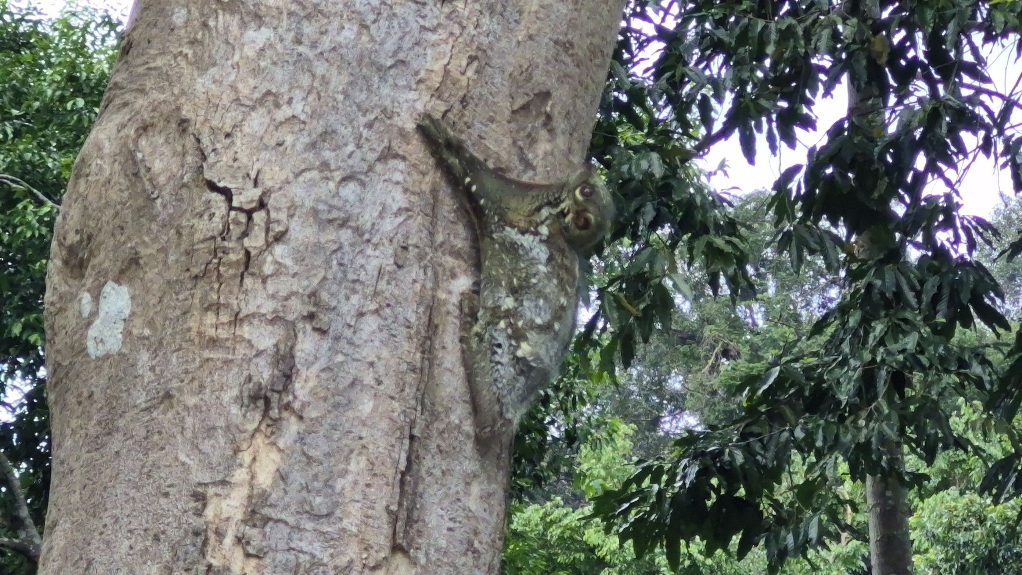 Редкий лемур на острове Сатун
