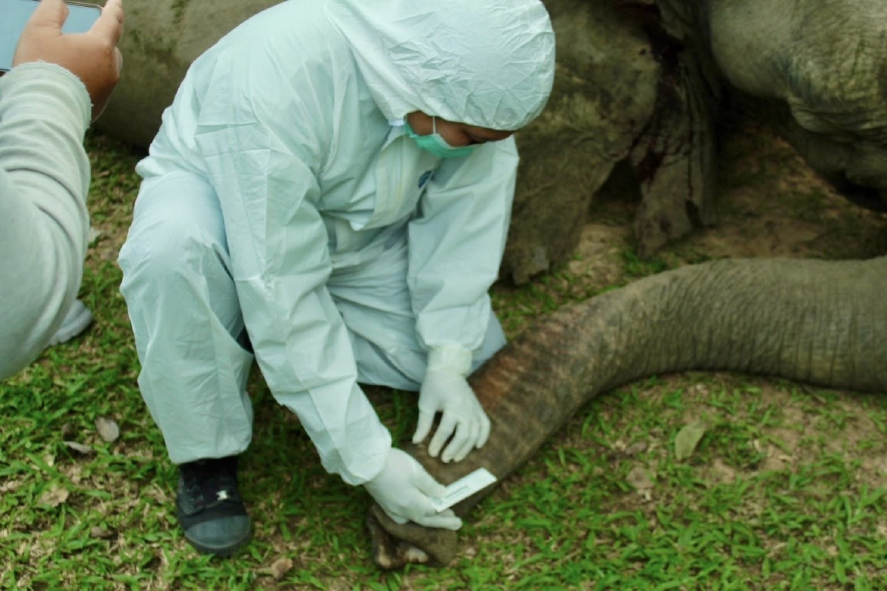 Трагедия в Кенг Крачан: слон погиб