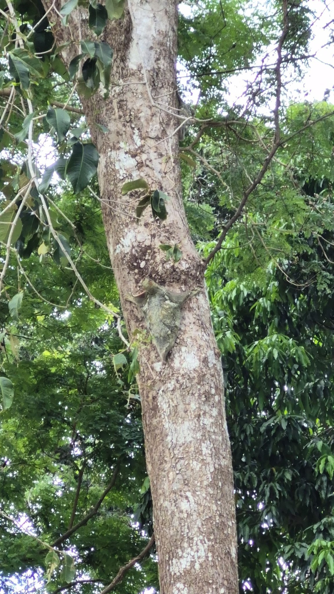 Редкий лемур замечен у острова Аданг-Рави