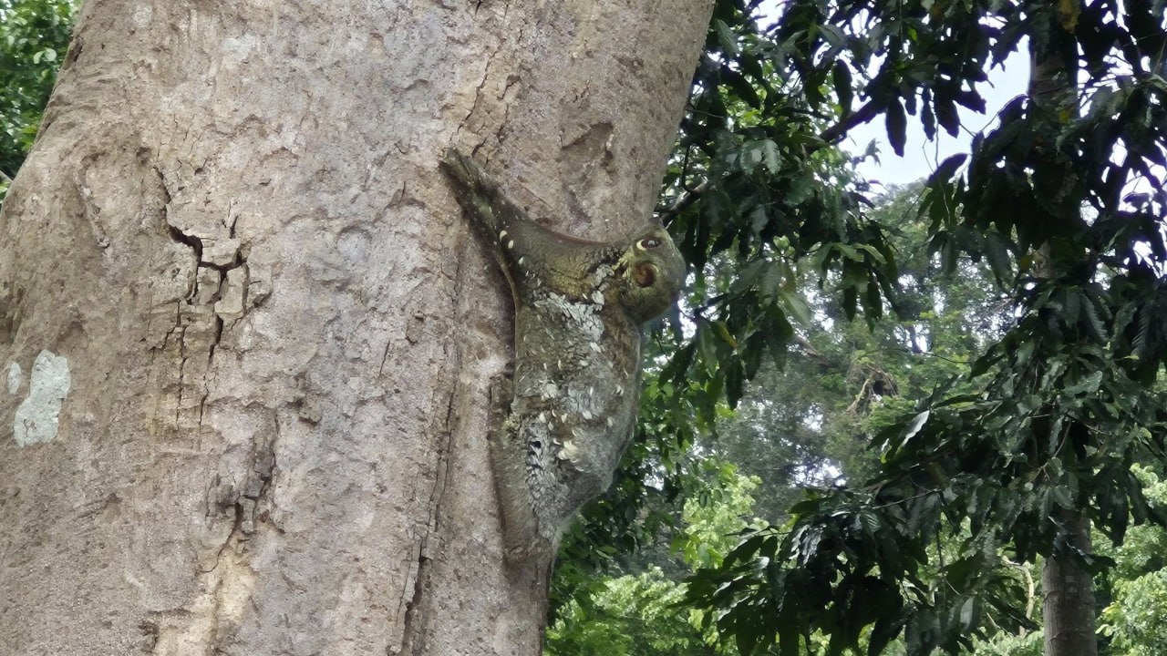 Редкий летающий лемур в Таиланде