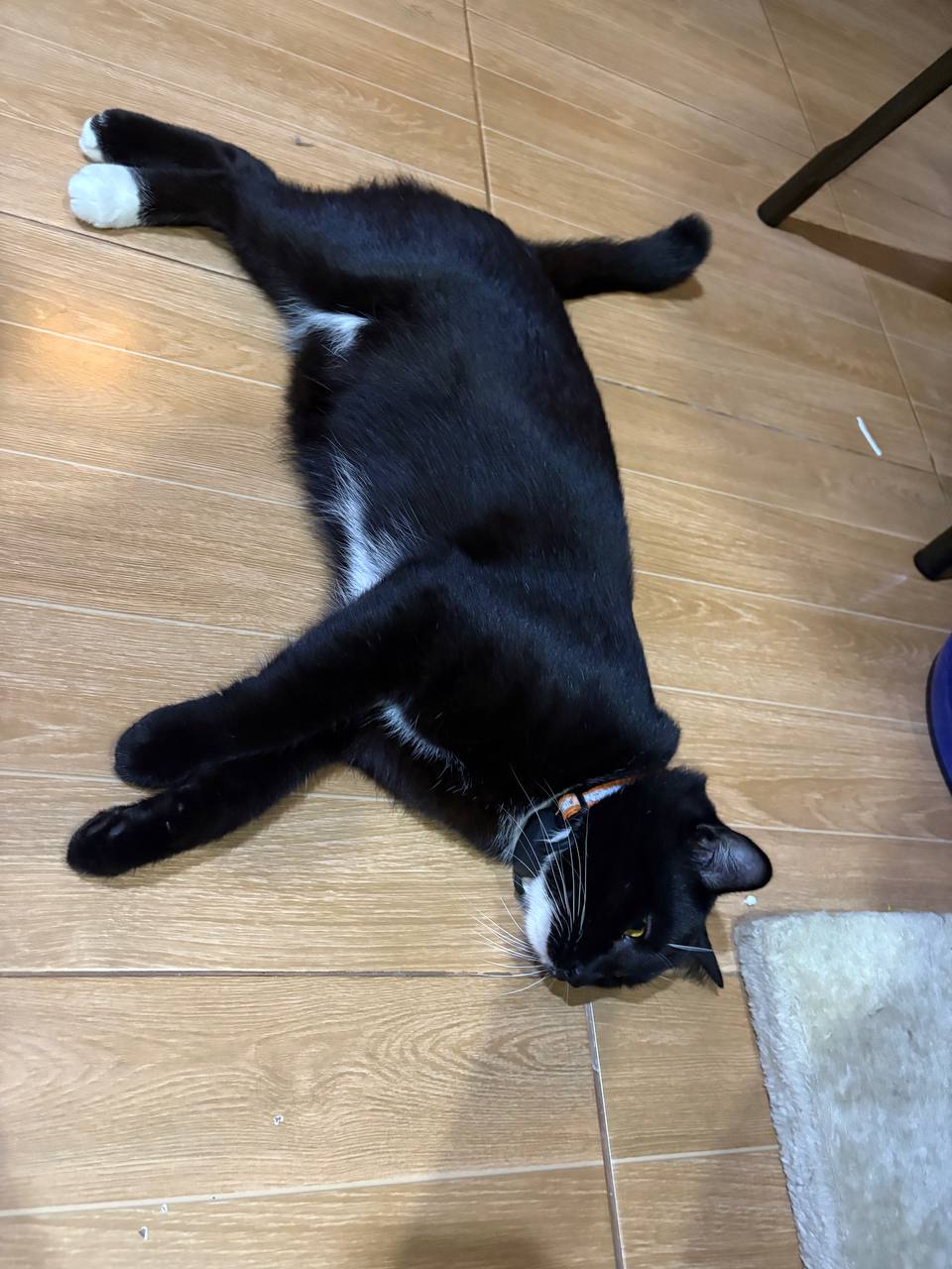 Отдам домашнего котика бесплатно