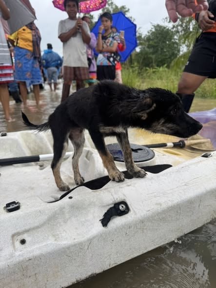 Трогательная история спасения щенка