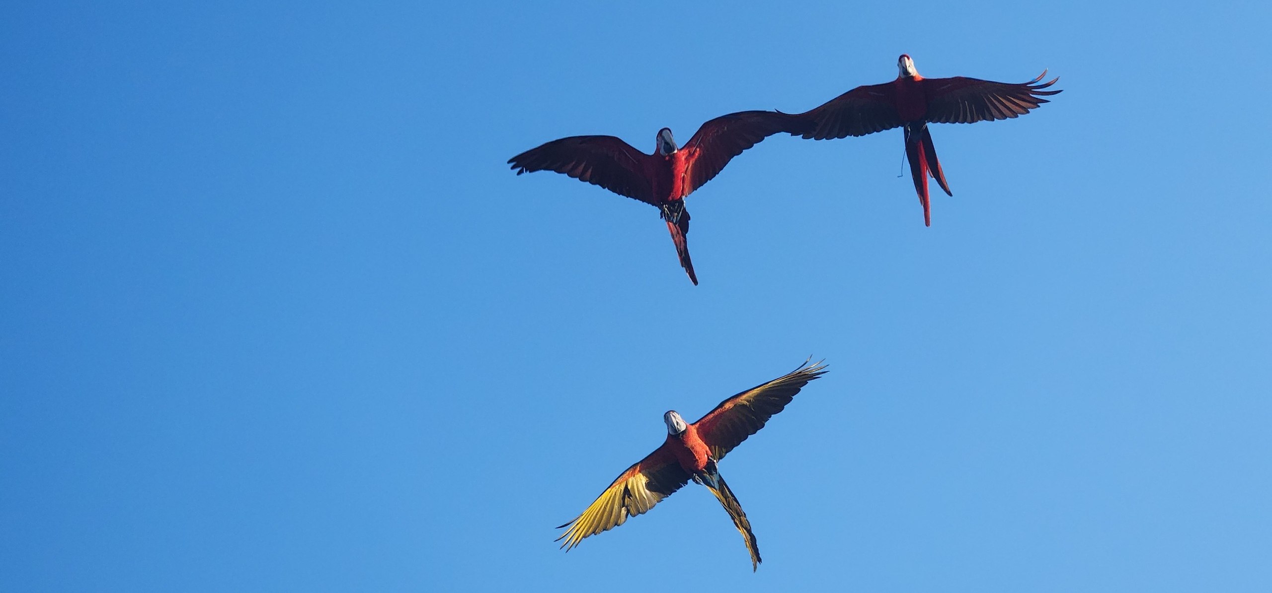 Шоу свободного полета птиц в Таиланде