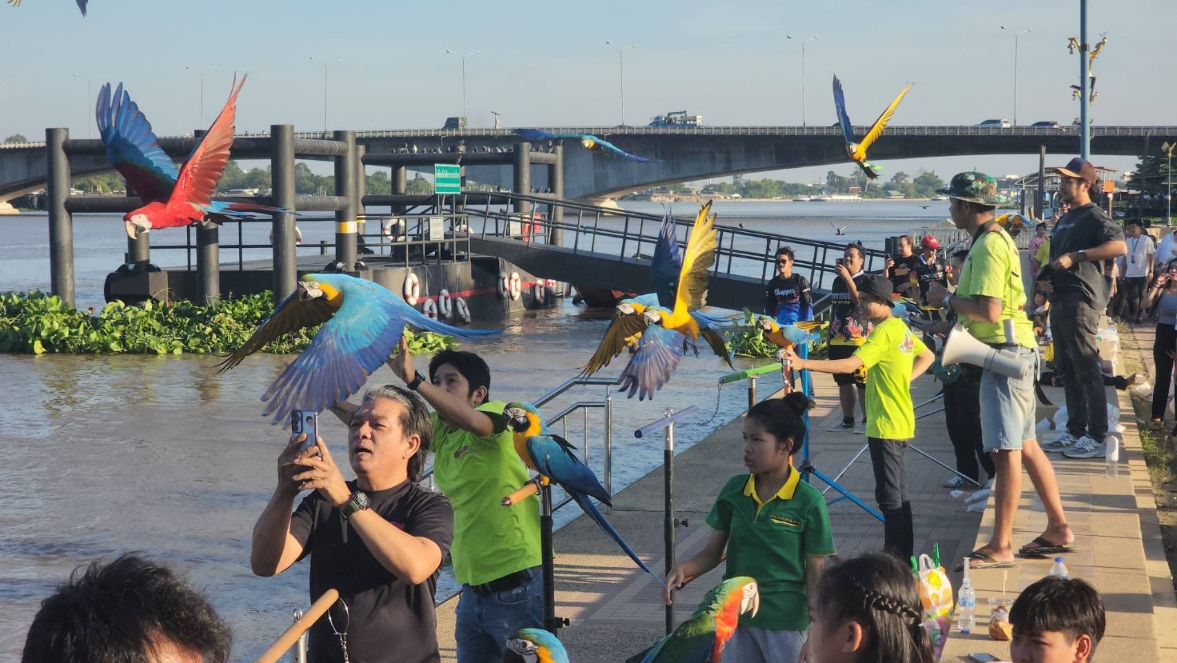 Шоу свободного полета птиц в Таиланде