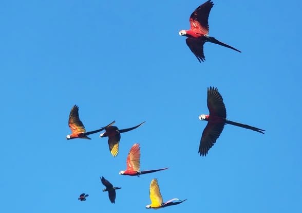 Шоу свободного полета птиц в Таиланде