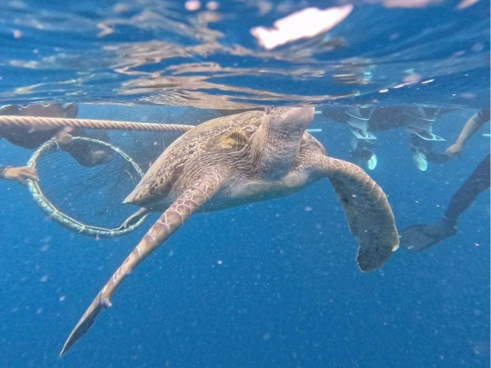 Скандал на Симиланских островах