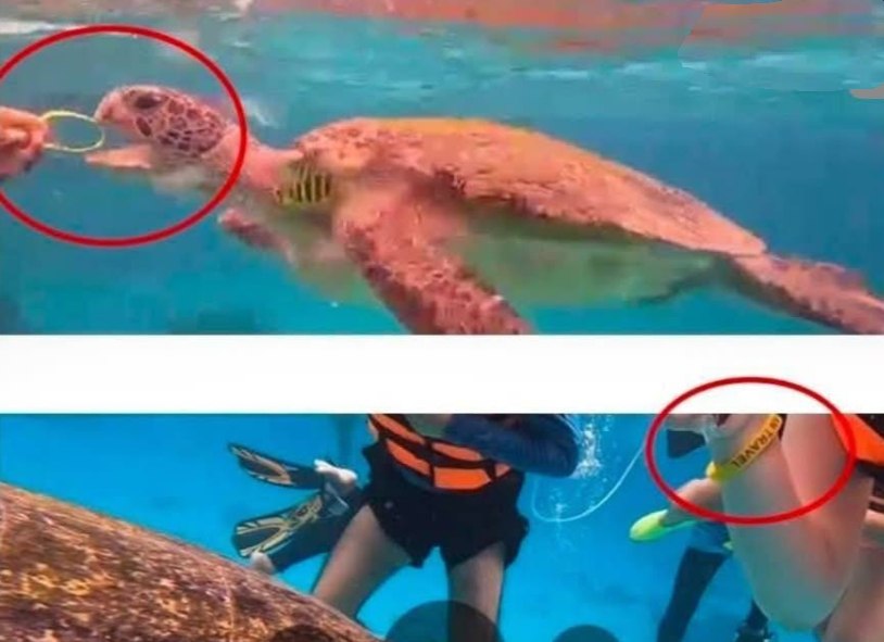 Скандал на Симиланских островах